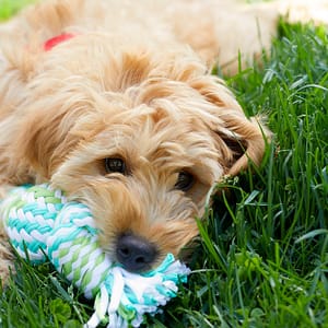 Basic Pet Grooming PETS Shop Online at Special Price from Dubai Trades