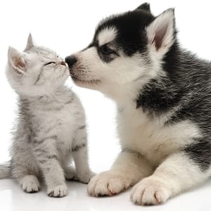 Dog/Cat Medical Check Up At Al Raha Veterinary Clinic PETS Shop Online at Special Price from Dubai Trades
