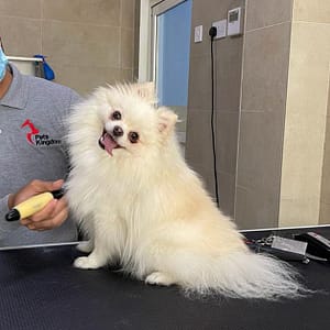 Extensive Pet Grooming Service PETS Shop Online at Special Price from Dubai Trades