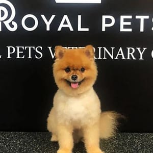 Get Premium Full Grooming For Cats Or Dogs Under Or Over 10kg PETS Shop Online at Special Price from Dubai Trades
