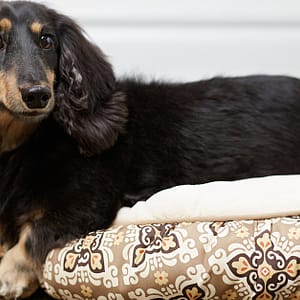Pet Boarding & Daycare Packages For Cats And Dogs Of All Sizes PETS Shop Online at Special Price from Dubai Trades