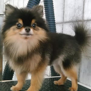 Pet Grooming Package At Sweet Grooming Pet Salon PETS Shop Online at Special Price from Dubai Trades