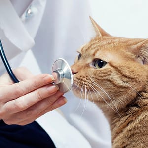 Vet PETS Shop Online at Special Price from Dubai Trades