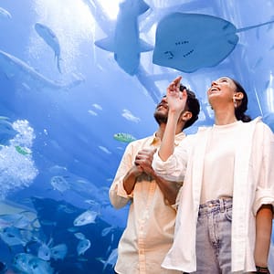 Dubai Aquarium And Dubai Frame Entry Tickets For 1, 2 Or 4 Adults PARKS Shop Online at Special Price from Dubai Trades