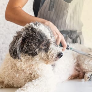 Elevate Your Pet Care Skills With Guide To Dog Grooming Shop Online at Special Price from Dubai Trades