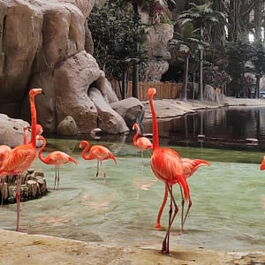 Emirates Park Zoo, The National Aquarium Or Snow Park Passes & More Shop Online at Special Price from Dubai Trades