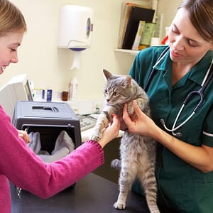 Medical Services For Pets At Pet Joy Veterinary Clinic PETS Shop Online at Special Price from Dubai Trades