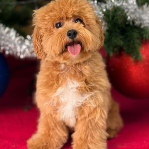 Pawfect Makeover: Basic & Full Pet Grooming For Cats And Dogs PETS Shop Online at Special Price from Dubai Trades 2