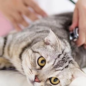 Veterinary Examination At Pet Connection Veterinary Clinic PETS Shop Online at Special Price from Dubai Trades