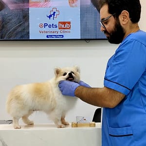 Annual Vaccination Or Full Dental Scaling For Cats & Dogs PETS Shop Online at Special Price from Dubai Trades