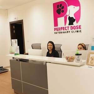 Cat Or Dog Full Grooming PETS Shop Online at Special Price from Dubai Trades