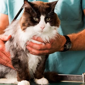 Choice Of Pet Medical Checkup, Examination & Deworming PETS Shop Online at Special Price from Dubai Trades
