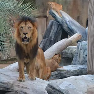 Dive Into Fun: Zoo Entrance With Activity And Aed 50/100/200 Voucher PARKS Shop Online at Special Price from Dubai Trades