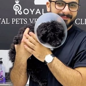 Dog Cat Medical Check Up W Optional Deworming Or Annual Vaccination PETS Shop Online at Special Price from Dubai Trades