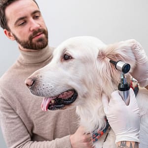Dog & Cat Medical Check-up, Annual Vaccination & Wellness Packages PETS Shop Online at Special Price from Dubai Trades
