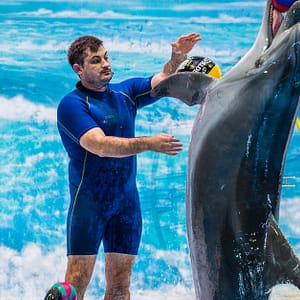 Enjoy Painting Dolphins, Juggling Seals, & Exotic Birds In Action Shop Online at Special Price from Dubai Trades