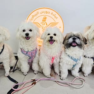 Explore Vaccine And Grooming Packages For Your Pet PETS Shop Online at Special Price from Dubai Trades