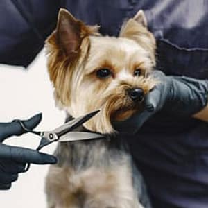 Fresh & Fluffy Pet Grooming – Full Grooming With Haircut (cats & Dogs) PETS Shop Online at Special Price from Dubai Trades