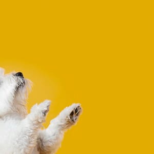 Full Grooming Service – Cat Or Small, Medium Or Large Dog Package PETS Shop Online at Special Price from Dubai Trades