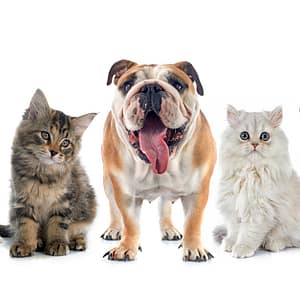 Full Grooming With Haircut At Cute Cat Veterinary Clinic PETS Shop Online at Special Price from Dubai Trades