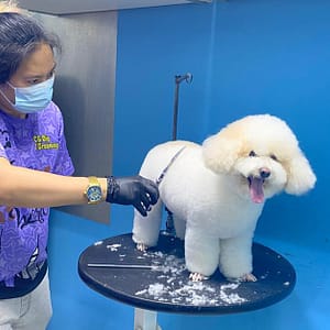 Get Full Grooming For Cats Or Small, Medium, Large Or Extra Large Dogs PETS Shop Online at Special Price from Dubai Trades