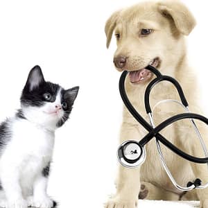 Get Specialized Vet Care For Your Pet At Cute Cat Veterinary Clinic PETS Shop Online at Special Price from Dubai Trades