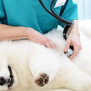 Medical Checkup And Anti-flea Medication Or Deworming For Pets PETS Shop Online at Special Price from Dubai Trades