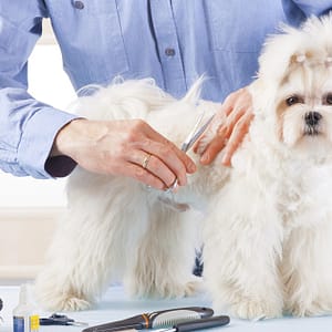Pet – Grooming Salon PETS Shop Online at Special Price from Dubai Trades