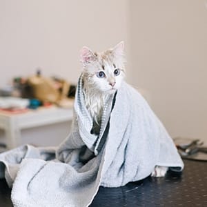 Pet Pamper Grooming: Full Grooming + Haircut For Cats & All Dog Sizes PETS Shop Online at Special Price from Dubai Trades