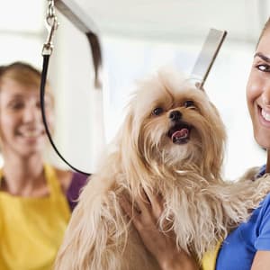 Small Cat/Dog, Medium Dog Or Large Dog Full Grooming PETS Shop Online at Special Price from Dubai Trades