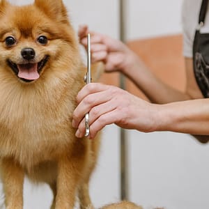 Basic Tidy Up & Full Royal Grooming For Dogs & Cats PETS Shop Online at Special Price from Dubai Trades