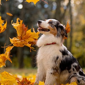 Canine Behavior & Puppy Training Courses Shop Online at Special Price from Dubai Trades