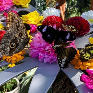 Discover Dubai Butterfly Garden: Entry For 1, 2, Or 4 Adults WATER SPORTS Shop Online at Special Price from Dubai Trades
