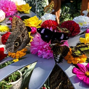 Dubai Butterfly Garden & Miracle Garden Pass For One, Two Or Four WATER SPORTS Shop Online at Special Price from Dubai Trades
