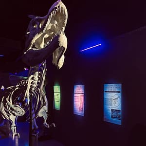 Dinosaurs: The Immersive Odyssey at Dubai Festival City Mall, Dubai, United Arab Emirates Culture Shop Online at Special Price from Dubai Trades