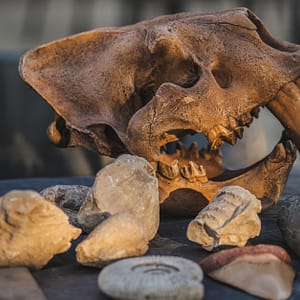 Fossil Hunt (standard & Premium), Flora & Fauna, Space Camp And More Shop Online at Special Price from Dubai Trades