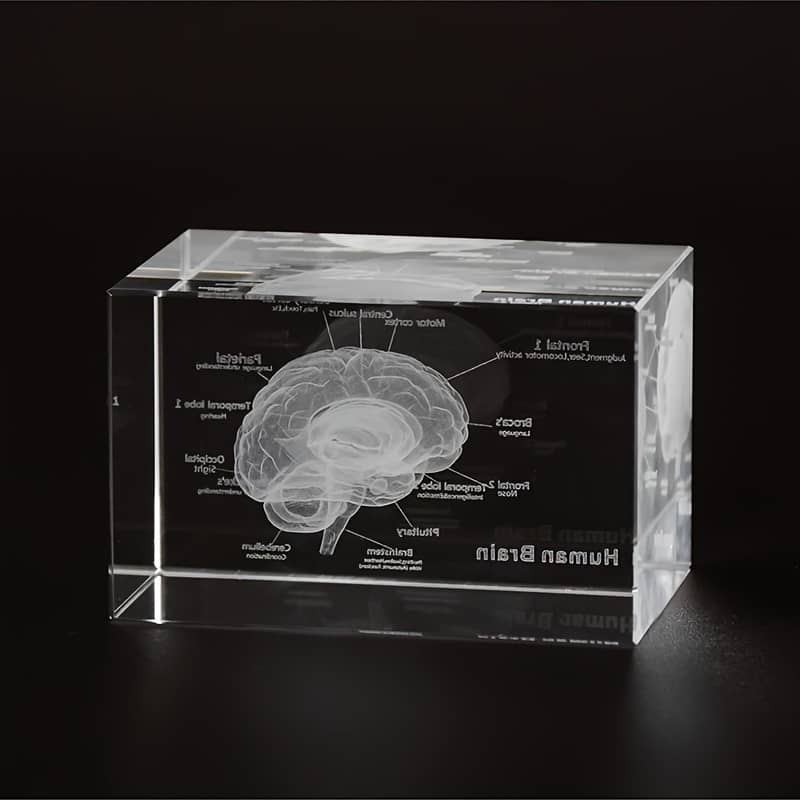 1pc 3d Laser Engraved Human Brain Model, Crystal Model, Anatomical Educational Gift, Medical Science Desk Decor Business, Industry & Science Shop Online at Dubai Trades 2