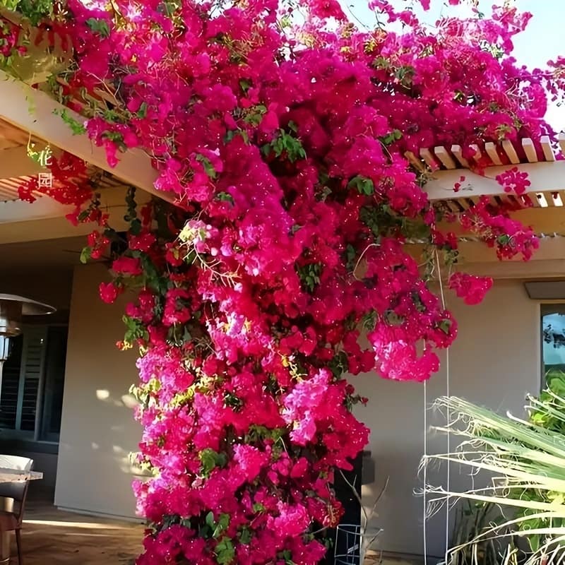 Set Of 3 Lifelike Artificial Bougainvillea Branches – High , Real Touch Flowers For Home & Outdoor Decor, Weddings, Birthdays, And Holidays Outdoor Artificial Flowers Shop Online at Dubai Trades 2