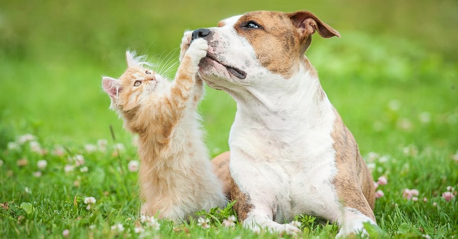 Basic Or Full Grooming For Cats Or Dogs Of Various Sizes Dubai other Shop Online at Dubai Trades 2