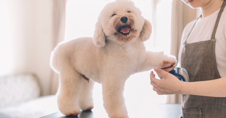 Up To 42% Off On At Cloud Pet Salon And Boarding Sharjah & N. Emirates other Shop Online at Dubai Trades 2