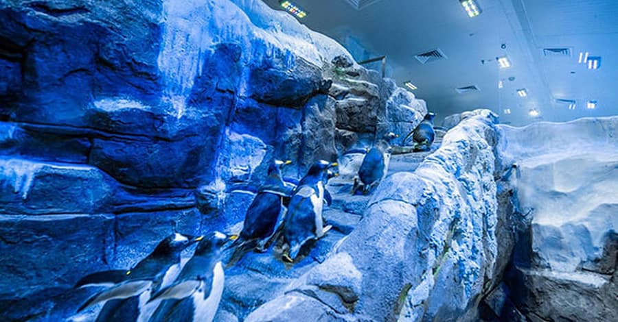 Explore Dubai Aquarium, Underwater Zoo And Penguin Cove Dubai activities Shop Online at Dubai Trades 2