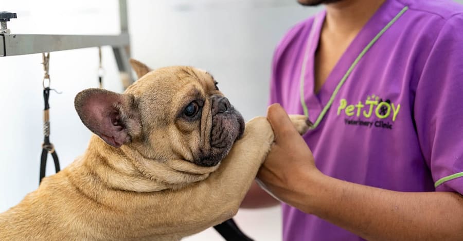 Basic Grooming Session At Pet Joy Veterinary Clinic Dubai other Shop Online at Dubai Trades 2
