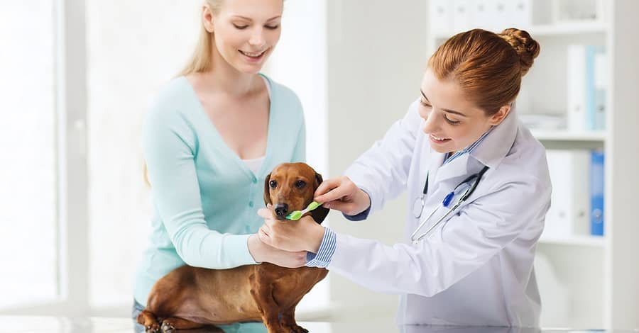 Boost Pet Wellness: Dental Scaling And Sedation For Cats And Dogs Dubai other Shop Online at Dubai Trades 2