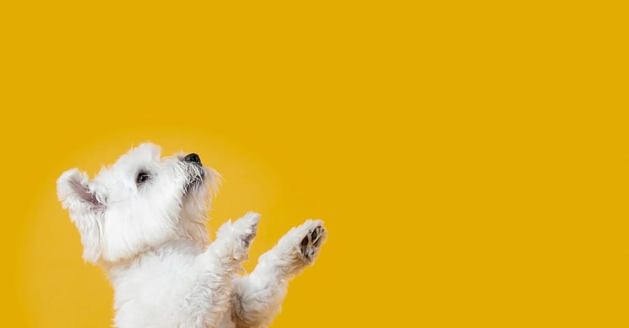 Full Grooming Service – Cat Or Small, Medium Or Large Dog Package Dubai other Shop Online at Dubai Trades 2