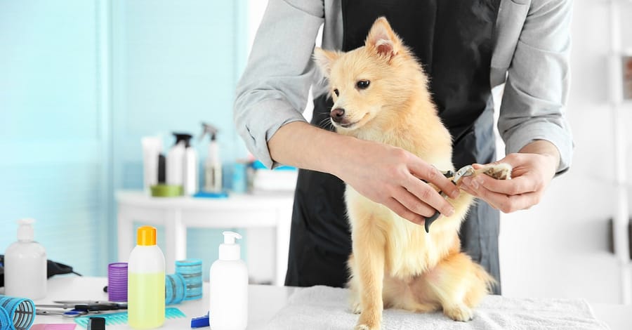 Pamper Your Furry Friends With Top-Notch Grooming For Dogs And Cats! Dubai other Shop Online at Dubai Trades 2