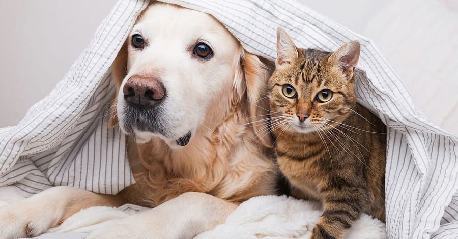 Specialized Veterinary Care With Surgery And Collar Included For Pets Sharjah & N. Emirates other Shop Online at Dubai Trades 2
