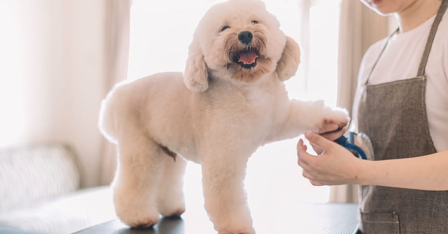 Cat Or Dog Small | Medium | Large Basic/ Full Grooming Or Washing Only Dubai other Shop Online at Dubai Trades 2