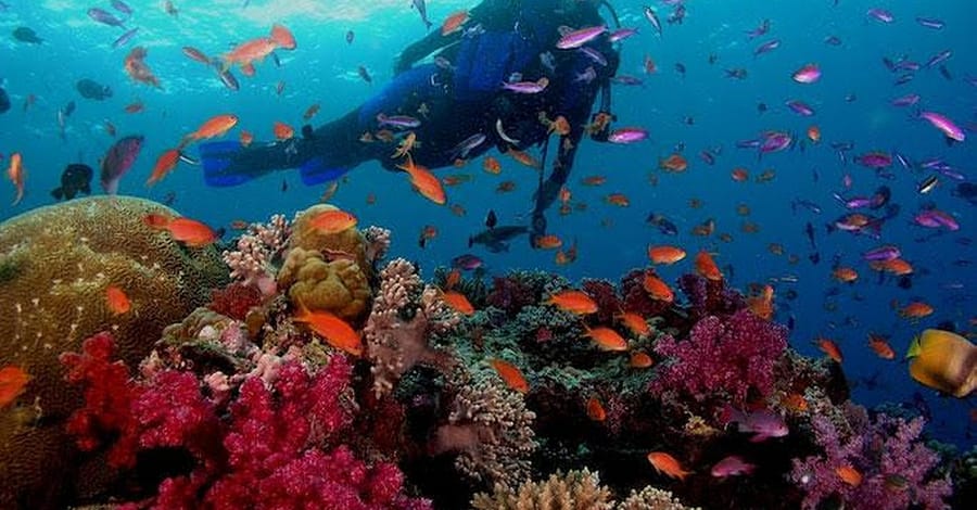 Dive, Snorkeling Or Boat Trip In Fujairah Dubai activities Shop Online at Dubai Trades 2