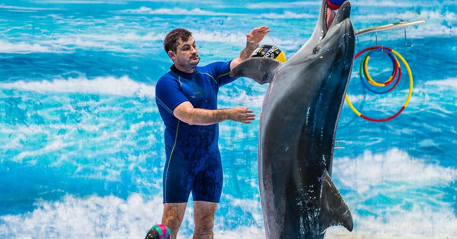Enjoy Painting Dolphins, Juggling Seals, & Exotic Birds In Action Sharjah & N. Emirates package Shop Online at Dubai Trades 2