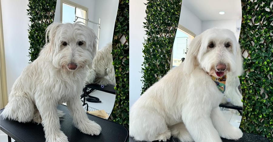 Full Grooming For Furry Friends – Cat, Small, Or Medium Dog Dubai other Shop Online at Dubai Trades 2
